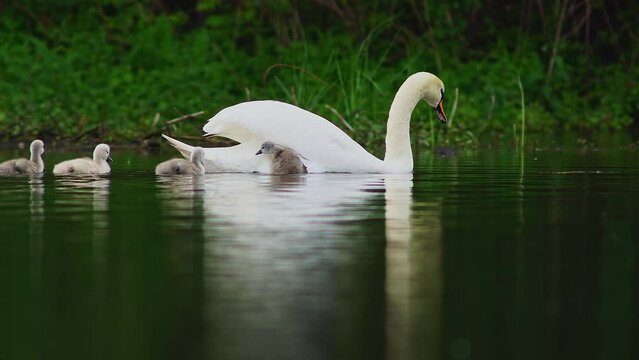 A family of swans (Cygnus olor) with young swims and looks for food for them chicks on a morning on a pond in Erfurt, Thuringia, Germany, Europe