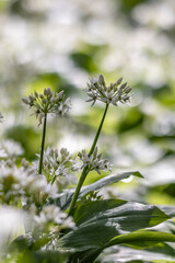 Pretty wild garlic flowers growing in Sussex woodland, on a sunny spring day