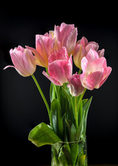 Pink tulips flowers on a black background