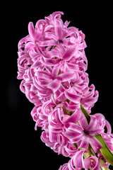 Pink Hyacinth flower on a black background