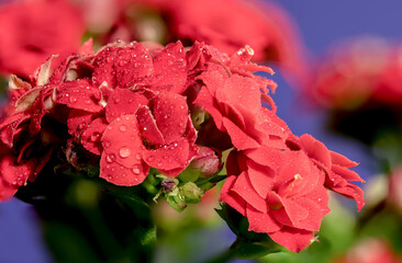 Red kalanchoe flowers on a blue background