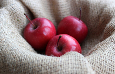 Ripe apple fruits in a folds of homespun coarse burlap 
