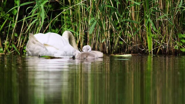 A family of swans (Cygnus olor) with young swims and looks for food for them chicks on a morning on a pond in Erfurt, Thuringia, Germany, Europe