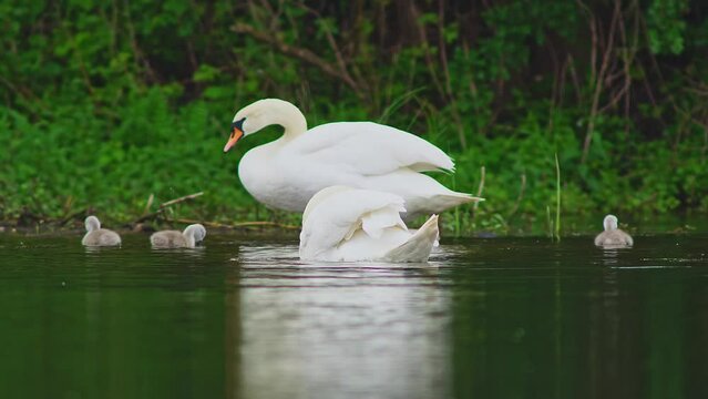 A family of swans (Cygnus olor) with young swims and looks for food for them chicks on a morning on a pond in Erfurt, Thuringia, Germany, Europe