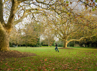 Man running under golden autumn trees. Auckland. - 787947963