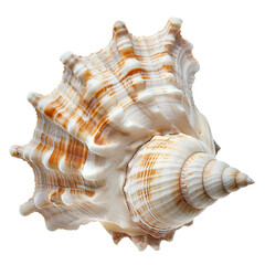 Obraz premium Seashells of Rococo Art isolated on transparent png.