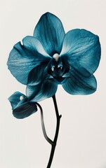 A vibrant blue flower stands out against a pure white background