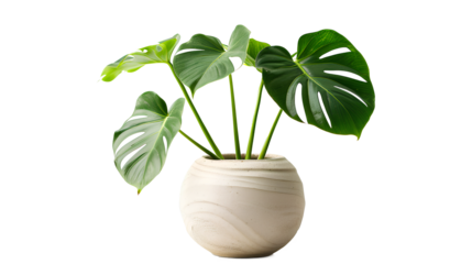 plant in a pot isolated on a transparent background