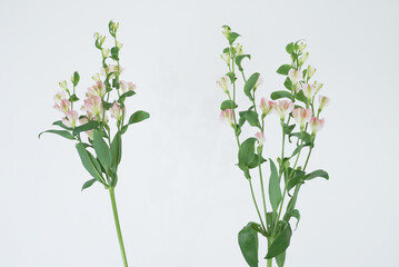 アルストロメリア