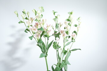 Alstroemeria 