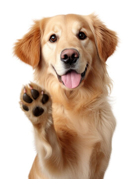 PNG happy dog, friendly pet photo. AI generated image by rawpixel.