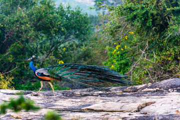 Yala National Park, Southern and Uva Provinces, Sri Lanka