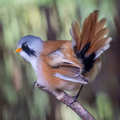A close up of a male bearded reedling, Panurus biarmicus, also known as a bearded tit. He is perched on a branch and is displaying his spread out tail feathers