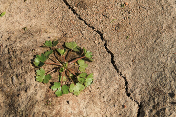 Drought dry lack water grass flower crack soil sun - 787967395