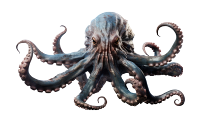 PNG Kraken octopus animal white background