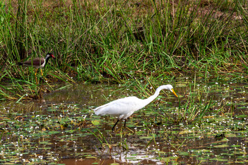 Yala National Park, Southern and Uva Provinces, Sri Lanka