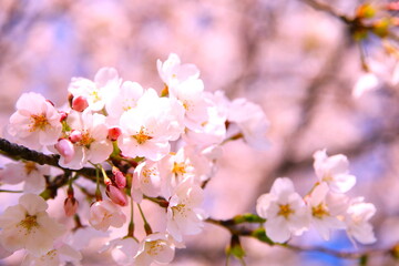 春の陽に輝く桜