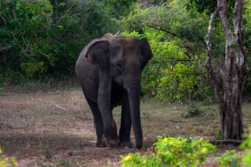 Yala National Park, Southern and Uva Provinces, Sri Lanka