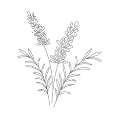 Outlined Provence floral herbs with blooms. Blossomed lavender. Botanical drawing of French field Lavandula. Hand-drawn vector illustrations isolated on white background