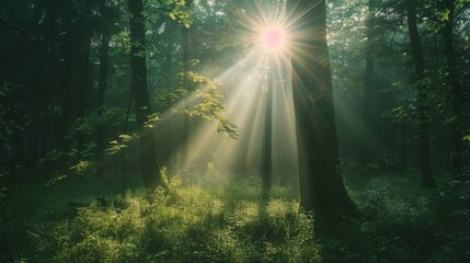 Fototapeta na wymiar Sunrays in dark forest. Sun rays in woods. Sunbeam light Spring time. Spectacular morning sun light rays in the forest.