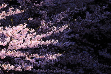 午後の陽に輝く桜