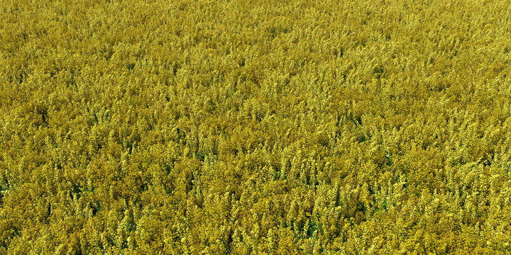 agriculture rapeseed field