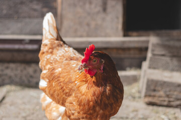 Domestic chicken with brown and white feathers running around the yard in the free range. Organic chickens. Homegrown eggs. Funny expression