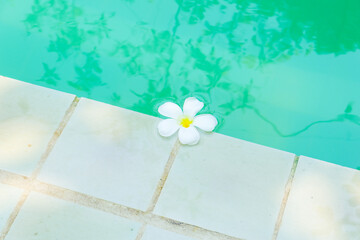 Plumeria flowers floating on blue swimming pool,White and yellow plumeria flowers,tropical white...