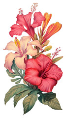 PNG Hibiscus flower plant inflorescence - obrazy, fototapety, plakaty