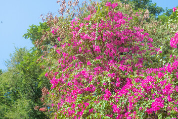 Pink bougainvillea flower on the wall,summer spanish bougainvillea flowers,Colorful bougainvillea tree in bloom,Tropical flora for background,Copy text space.