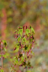 Japanese Maple branch with new leaves