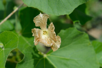 Calabash flower