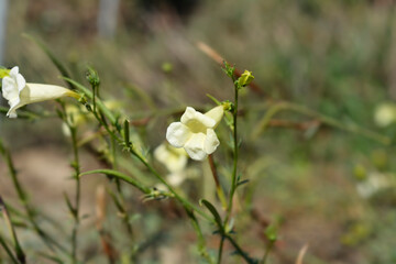 Przewalskis gloxinia flower