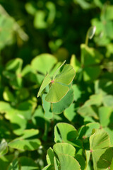 Four leaf pepperwort leaves