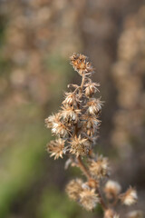 Sticky aster seed heads