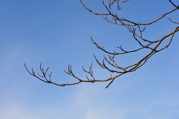 Tree of heaven branch in winter
