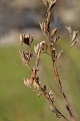 Pink lilac branches with seed pods