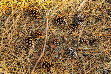 松ぼっくりと松の枝