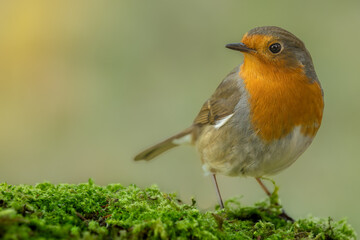 European robin sitting on mossy forest floor. It looks with its head turned to the left side of the...