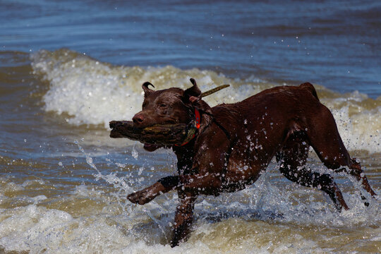 Hunting dog retrieving a stick from Lake Michigan during training