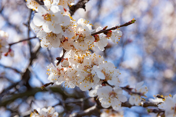 Beautiful cherry blossom sakura in spring time over blue sky.