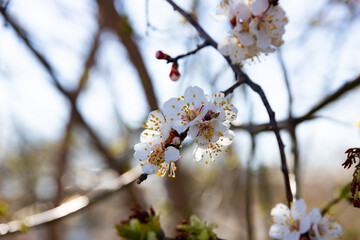 Beautiful cherry blossom sakura in spring time over blue sky.