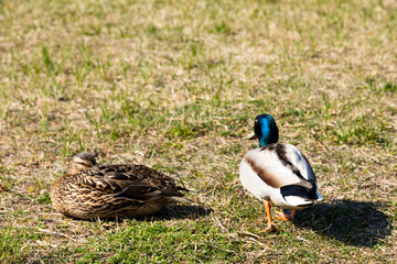Cute ducklings. Mallard ducks, female and male couple, pair rest next to each other in the grass