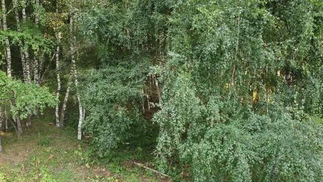 Drone footage of birch forest in summer