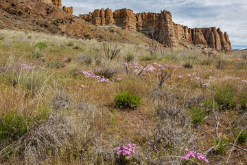 Bright wildflowers against the backdrop of picturesque rocks. John Day Fossil Beds National Monument in Oregon, Clarno Unit