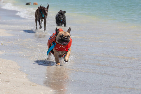 French bulldog wearing a life vest running on beach with a German shorthaired pointer and a cockapoo, Florida, USA