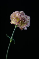 カーネーション(バカラピンク)