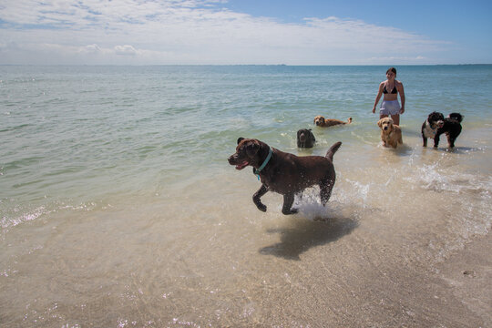Young woman walking in ocean surf with a group of assorted dogs, Florida, USA