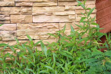 Green plant growing on brown brick stone background - Powered by Adobe