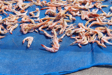 Close up dried shrimp , food preservation using sunlight in fisherman village